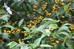 Memecylon talbotianum